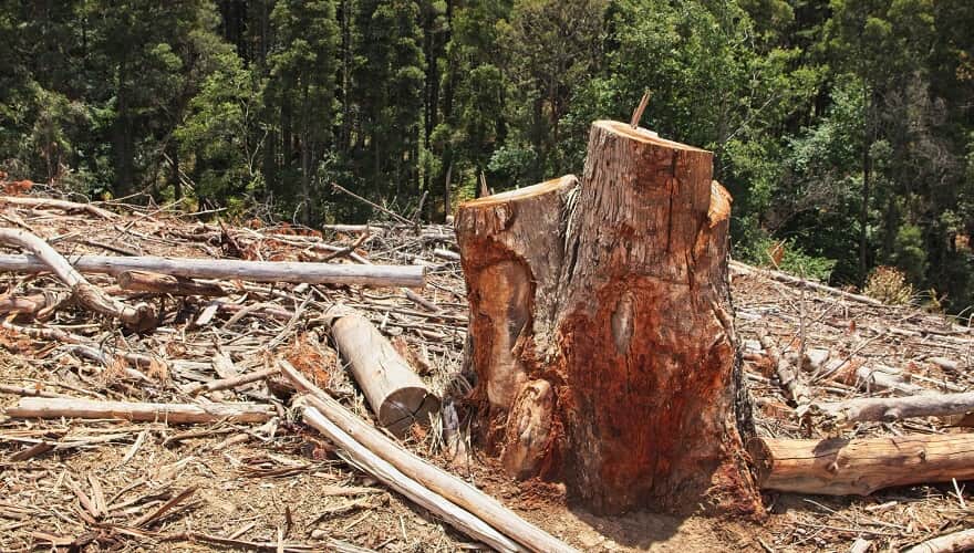 STJ: Multa por infração ambiental independe de advertência prévia